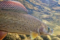 Grayling  Photo by Philippe Verdenaal. : grayling